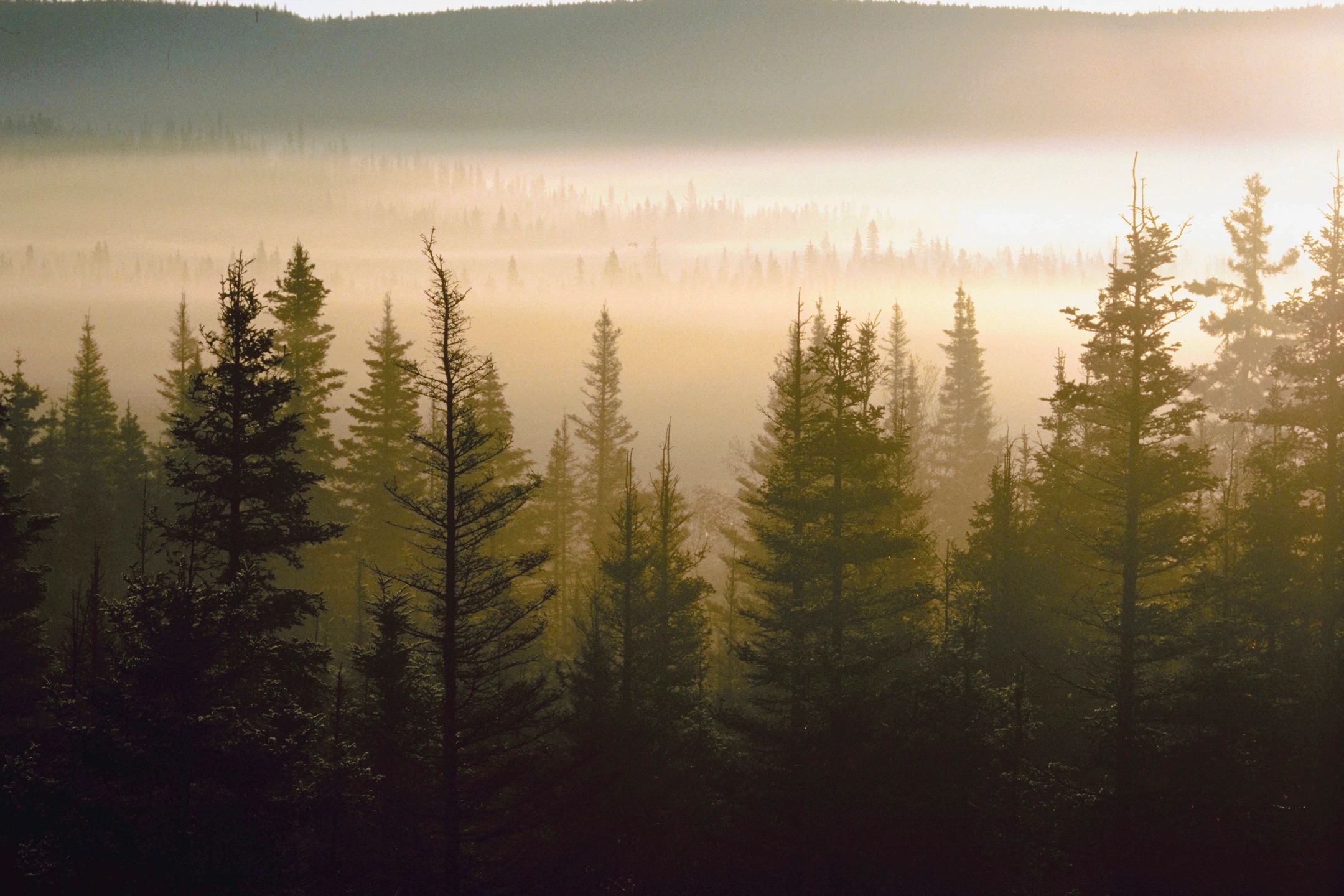 Misty forest landscape